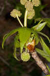 Sweetgum